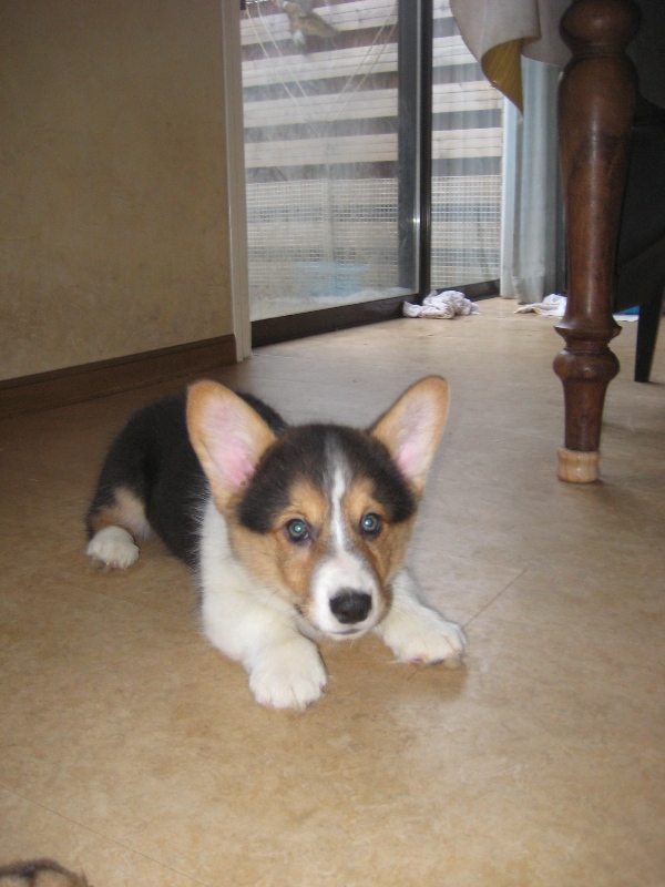 Gidget